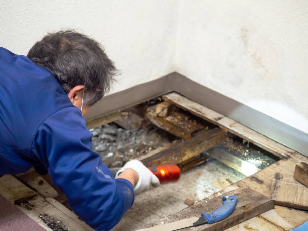 Best Mold Removal and Inspection  in Wildomar, CA