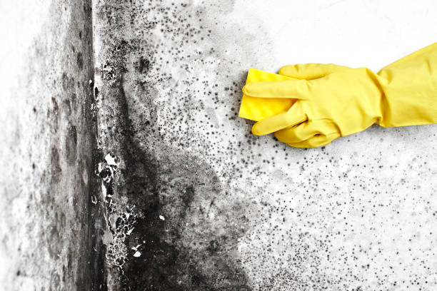Professional Mold Removal in Wildomar, CA