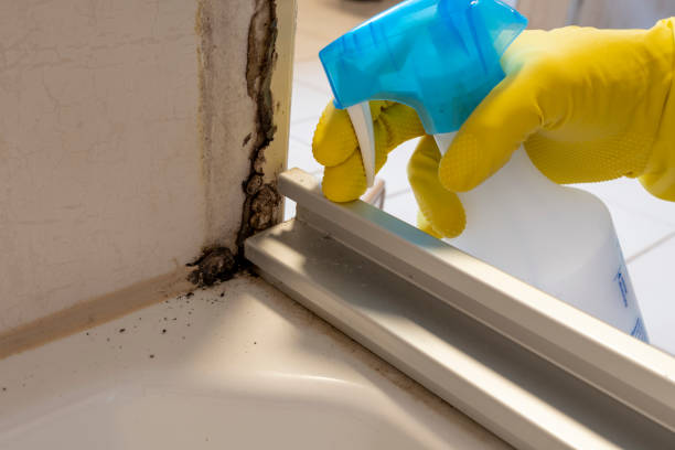 Best Black Mold Removal  in Wildomar, CA