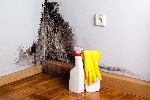 Best Mold Cleaning Services  in Wildomar, CA