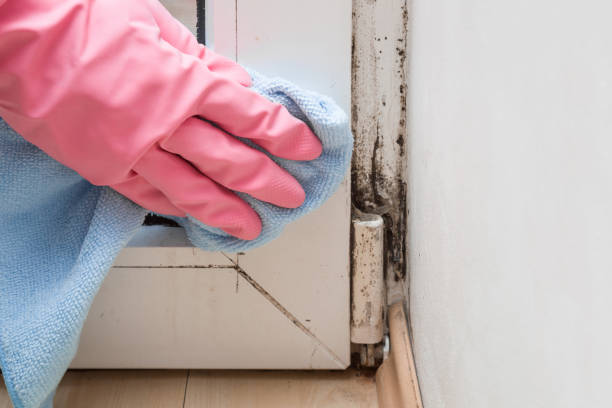 Best Attic Mold Removal  in Wildomar, CA
