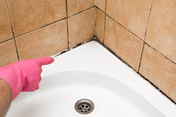 Best Certified Mold Removal  in Wildomar, CA
